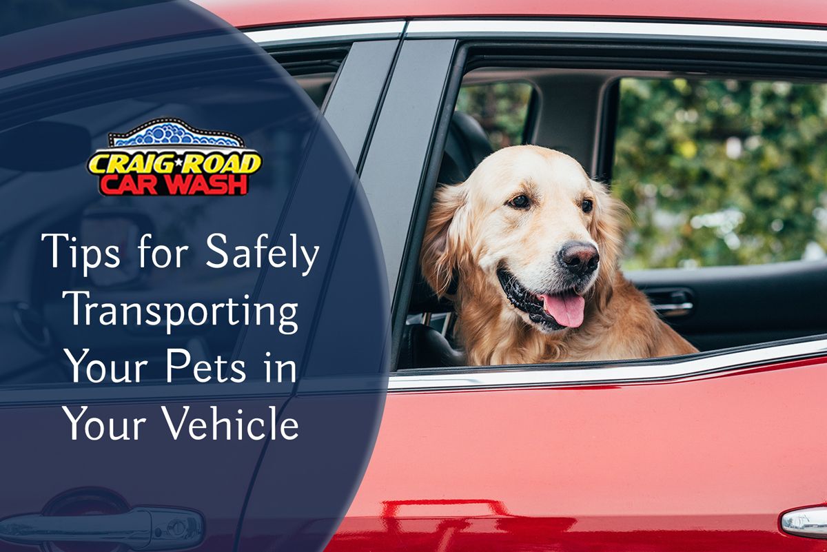 Dog riding safely in the back seat of a car